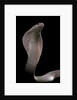 Naja kaouthia (monocled cobra) by Anonymous