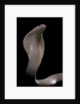 Naja kaouthia (monocled cobra) by Anonymous