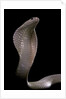 Naja kaouthia (monocled cobra) by Anonymous