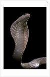Naja kaouthia (monocled cobra) by Anonymous