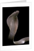 Naja kaouthia (monocled cobra) by Anonymous