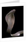 Naja kaouthia (monocled cobra) by Anonymous