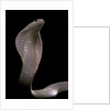 Naja kaouthia (monocled cobra) by Anonymous