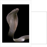 Naja kaouthia (monocled cobra) by Anonymous