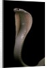 Naja kaouthia (monocled cobra) by Anonymous