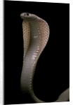 Naja kaouthia (monocled cobra) by Anonymous