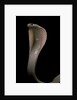 Naja kaouthia (monocled cobra) by Anonymous