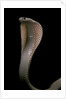 Naja kaouthia (monocled cobra) by Anonymous