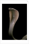 Naja kaouthia (monocled cobra) by Anonymous