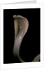 Naja kaouthia (monocled cobra) by Anonymous