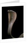 Naja kaouthia (monocled cobra) by Anonymous