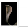 Naja kaouthia (monocled cobra) by Anonymous