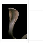 Naja kaouthia (monocled cobra) by Anonymous