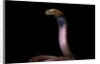 Naja pallida (red spitting cobra) by Anonymous