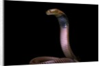 Naja pallida (red spitting cobra) by Anonymous