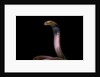 Naja pallida (red spitting cobra) by Anonymous