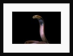 Naja pallida (red spitting cobra) by Anonymous