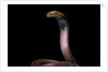 Naja pallida (red spitting cobra) by Anonymous