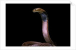 Naja pallida (red spitting cobra) by Anonymous