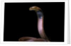 Naja pallida (red spitting cobra) by Anonymous