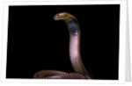 Naja pallida (red spitting cobra) by Anonymous