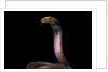 Naja pallida (red spitting cobra) by Anonymous