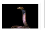 Naja pallida (red spitting cobra) by Anonymous