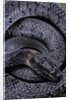 Pareas margaritophorus (Asian snail-eating snake) by Anonymous