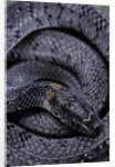 Pareas margaritophorus (Asian snail-eating snake) by Anonymous