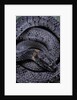 Pareas margaritophorus (Asian snail-eating snake) by Anonymous