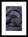 Pareas margaritophorus (Asian snail-eating snake) by Anonymous