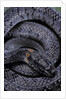 Pareas margaritophorus (Asian snail-eating snake) by Anonymous