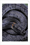 Pareas margaritophorus (Asian snail-eating snake) by Anonymous
