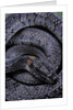 Pareas margaritophorus (Asian snail-eating snake) by Anonymous