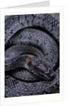 Pareas margaritophorus (Asian snail-eating snake) by Anonymous