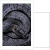 Pareas margaritophorus (Asian snail-eating snake) by Anonymous