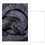 Pareas margaritophorus (Asian snail-eating snake) by Anonymous