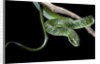 Philothamnus angolensis (green bush snake) by Anonymous