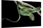 Philothamnus angolensis (green bush snake) by Anonymous