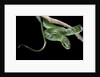 Philothamnus angolensis (green bush snake) by Anonymous