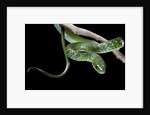Philothamnus angolensis (green bush snake) by Anonymous