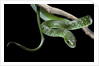 Philothamnus angolensis (green bush snake) by Anonymous