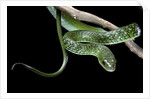 Philothamnus angolensis (green bush snake) by Anonymous