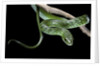 Philothamnus angolensis (green bush snake) by Anonymous
