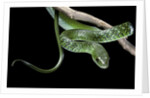 Philothamnus angolensis (green bush snake) by Anonymous