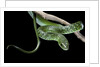 Philothamnus angolensis (green bush snake) by Anonymous