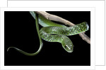 Philothamnus angolensis (green bush snake) by Anonymous