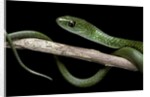 Philothamnus angolensis (green bush snake) by Anonymous