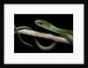 Philothamnus angolensis (green bush snake) by Anonymous