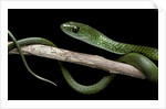 Philothamnus angolensis (green bush snake) by Anonymous